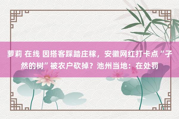 萝莉 在线 因搭客踩踏庄稼，安徽网红打卡点“孑然的树”被农户砍掉？池州当地：在处罚